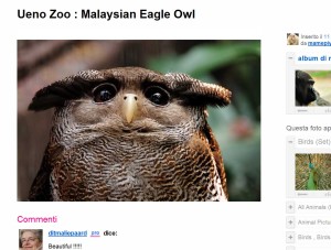 Malaysian eagle owl su Flickr